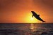 delfín až ke slunci.jpg